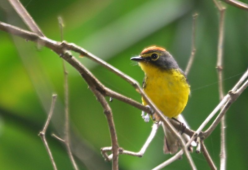 Paria Redstart - Dilia E. García
