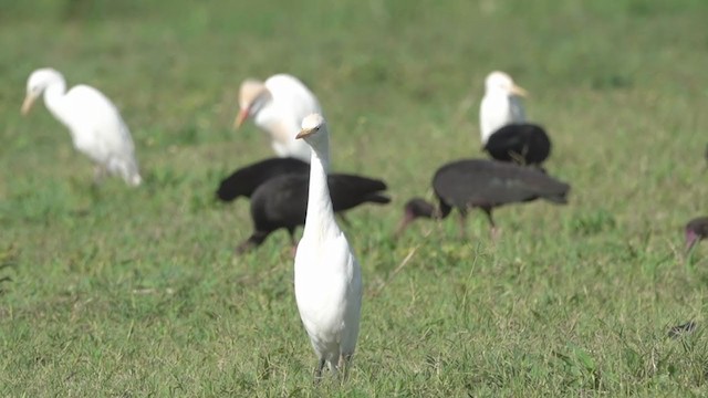 Чапля єгипетська (підвид ibis) - ML333453671