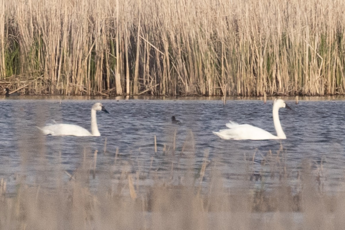 Tundra Swan - ML333458351