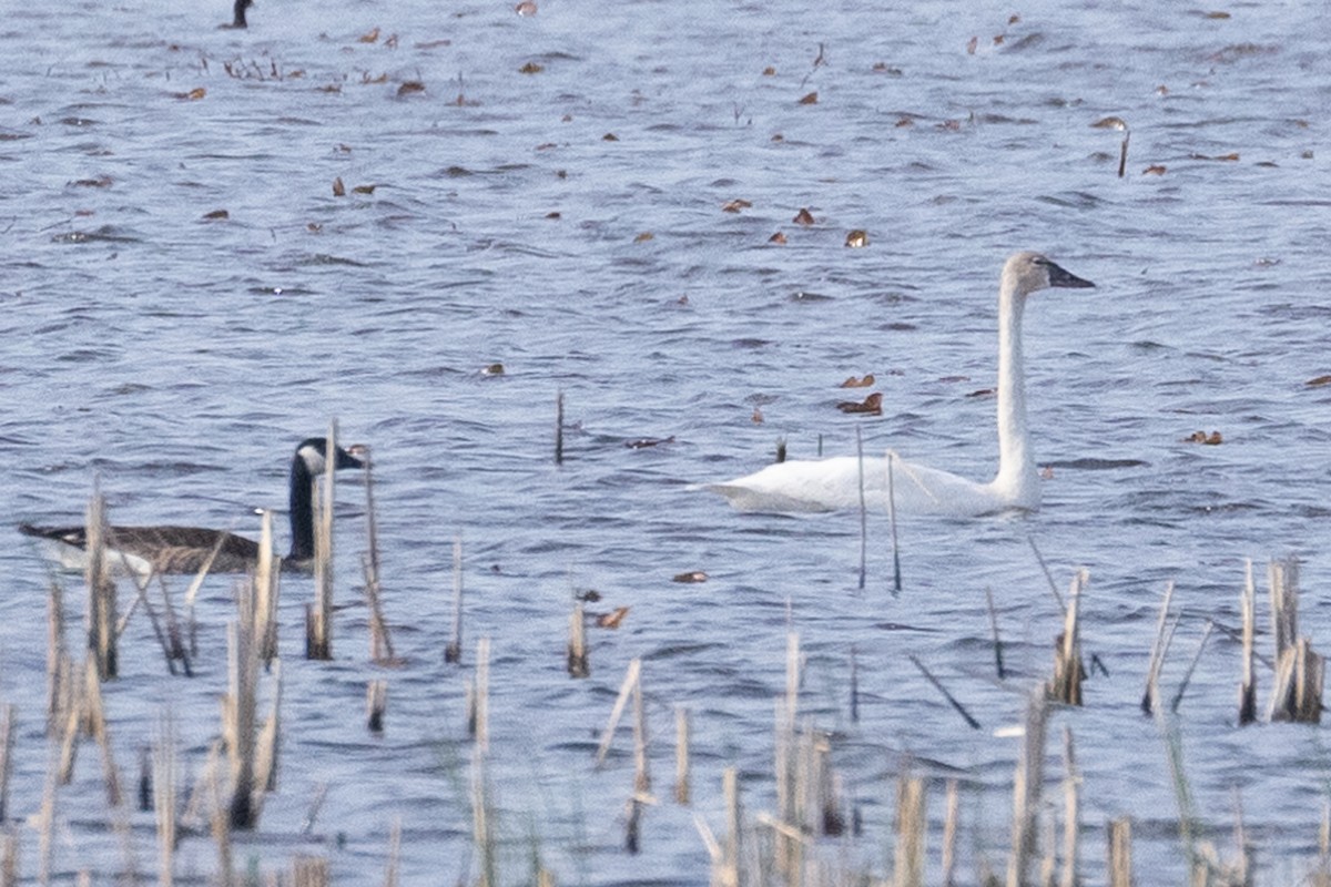 Tundra Swan - ML333458371