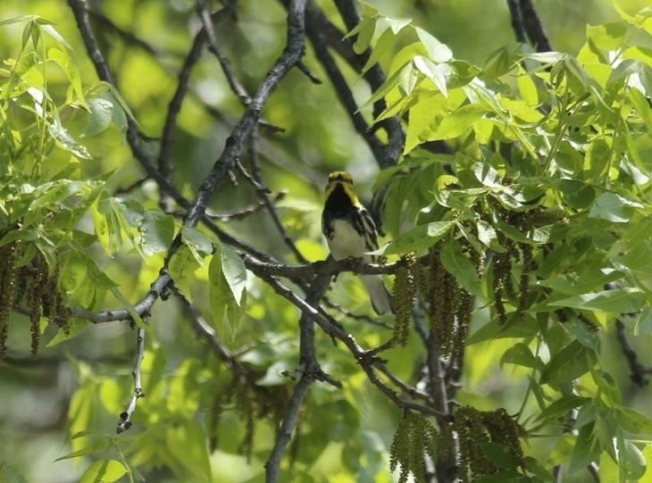 Black-throated Green Warbler - ML333460491