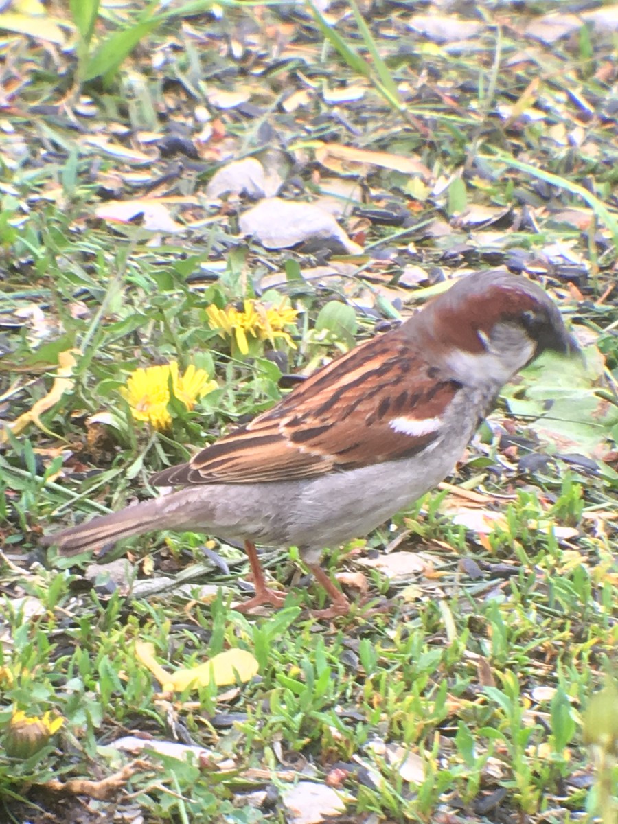 House Sparrow - ML333460501