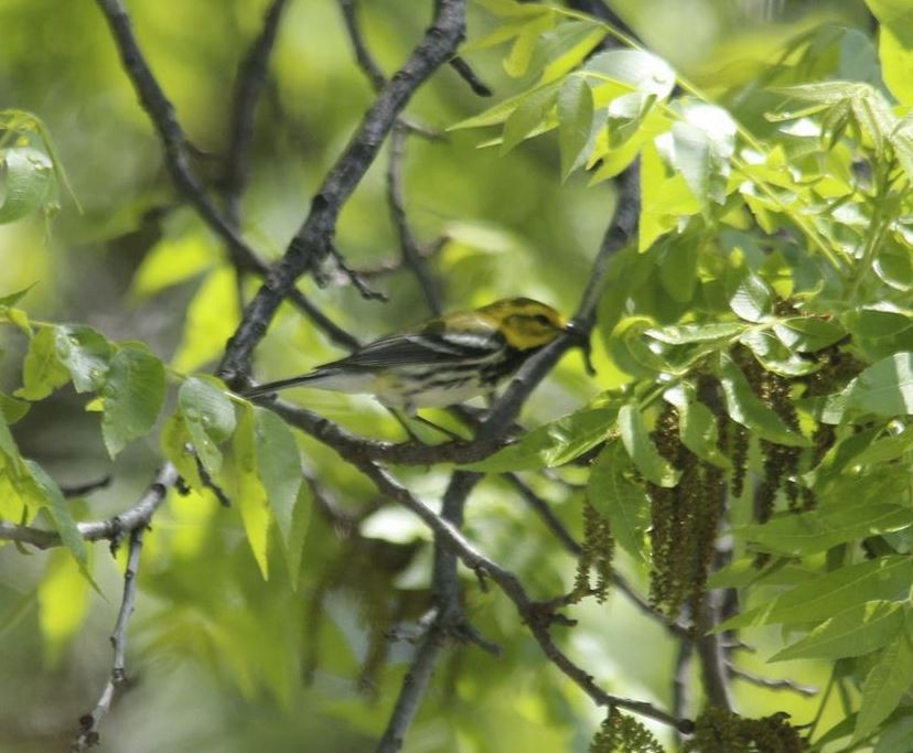 Black-throated Green Warbler - ML333460561