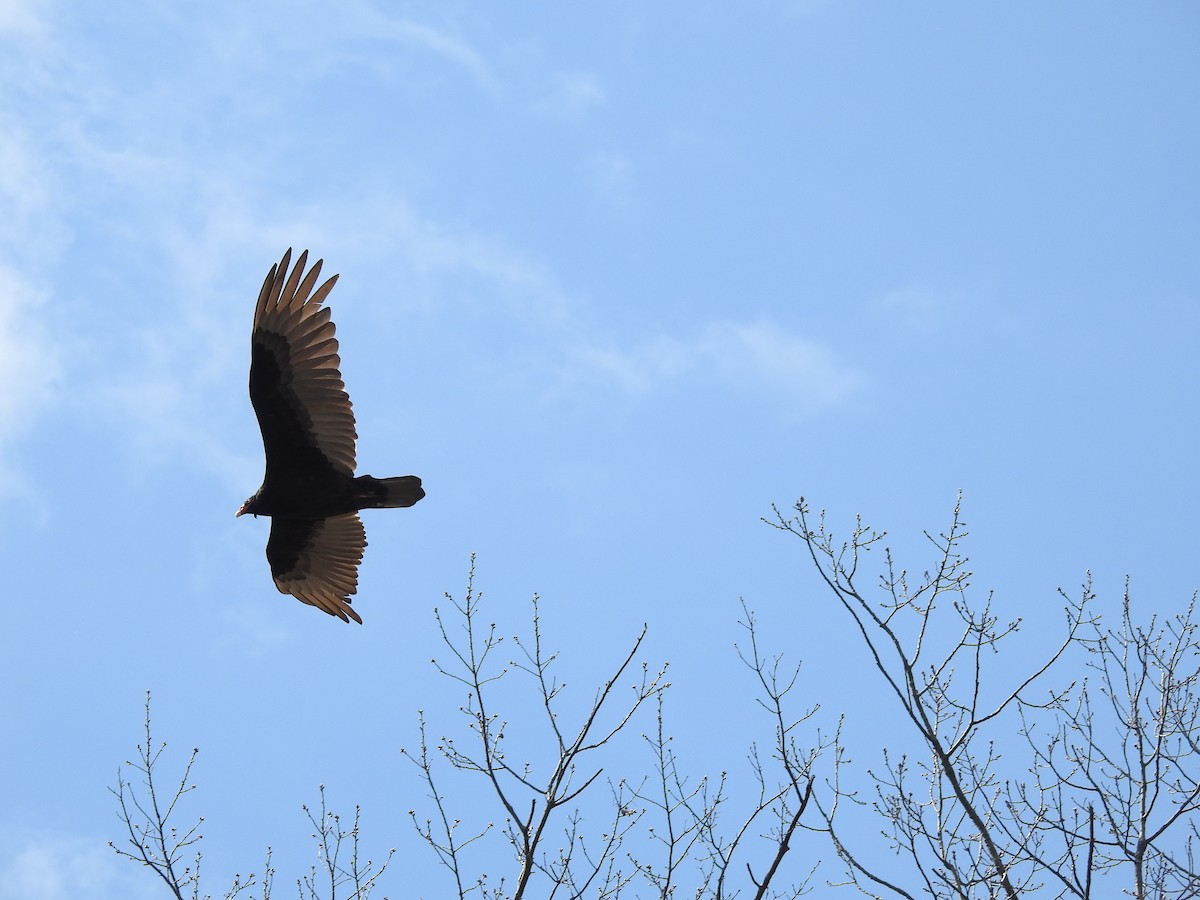 Turkey Vulture - ML333461021