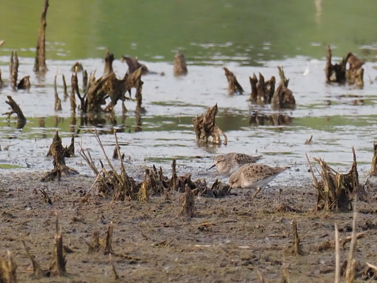 Temminck's Stint - Danielle Perdaen