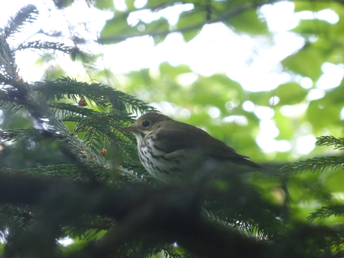 Ovenbird - ML33346341