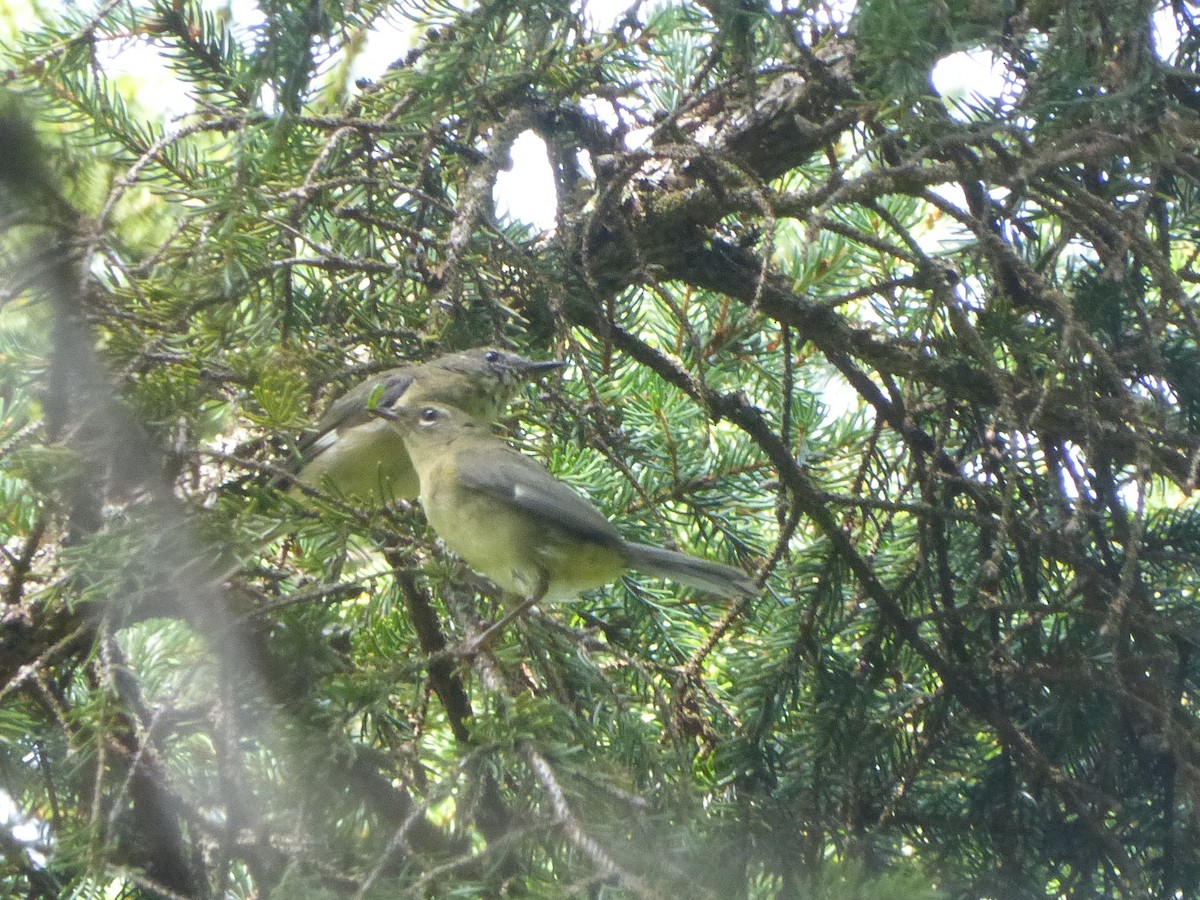 Black-throated Blue Warbler - ML33346381