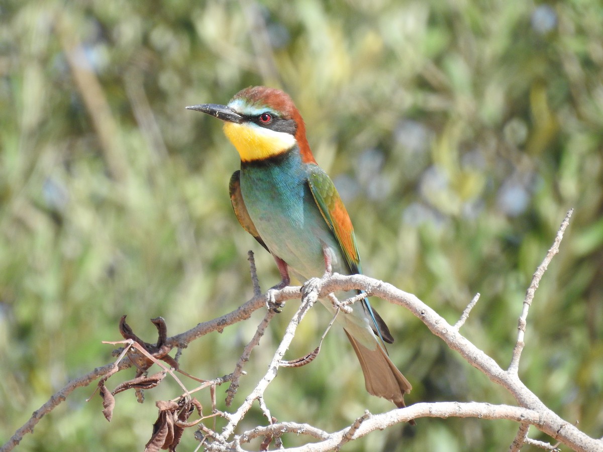 European Bee-eater - Durmuş Konar