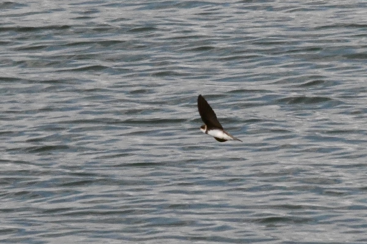 Эргийн хараацай - ML333469671