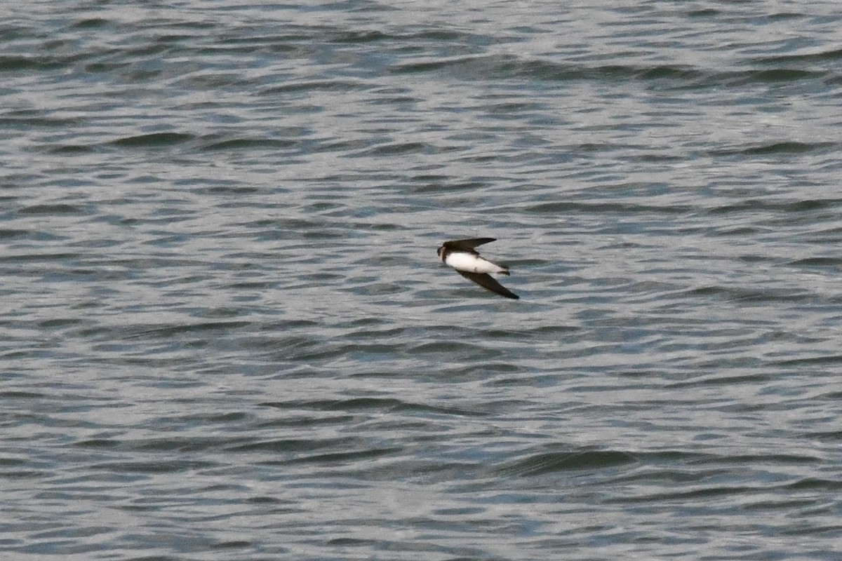 Эргийн хараацай - ML333469681