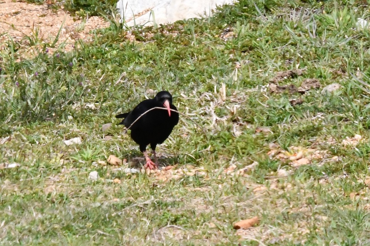 Улаан хошуут жунгаа - ML333470111