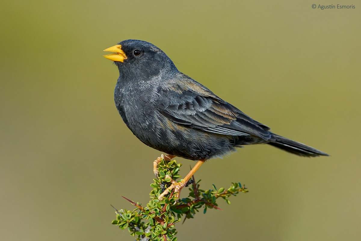 Carbonated Sierra Finch - Agustín Esmoris / Birding Puerto Madryn Tours