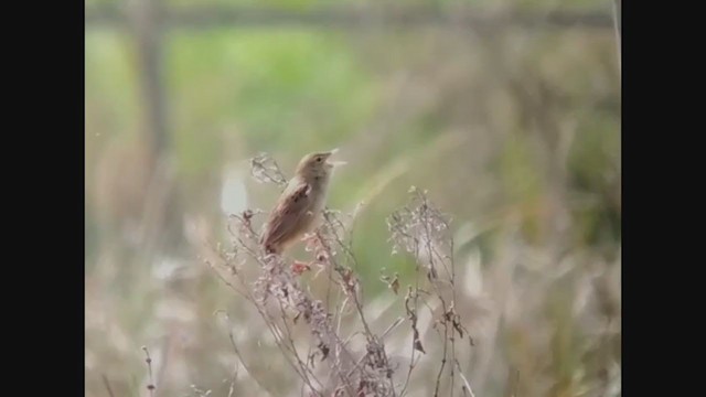 Common Grasshopper Warbler - ML333471821