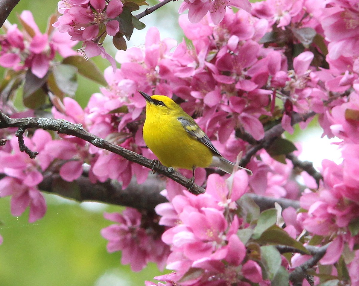 Blue-winged Warbler - Becky Harbison