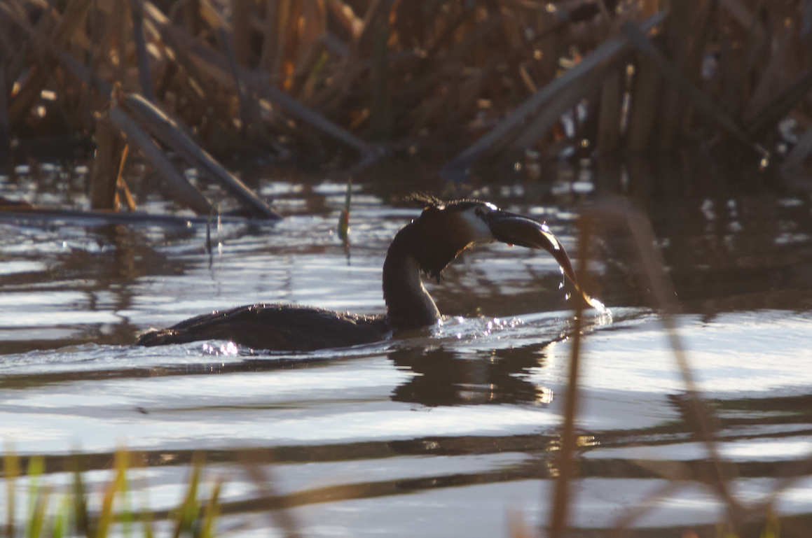 Great Crested Grebe - ML333473191