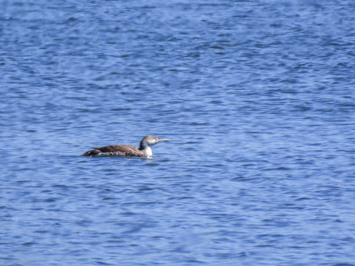 Red-throated Loon - ML333473391