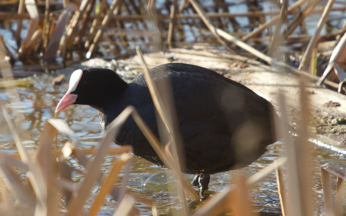 Eurasian Coot - ML333473651