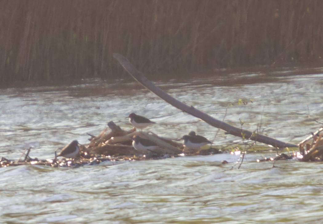 Common Sandpiper - ML333473951