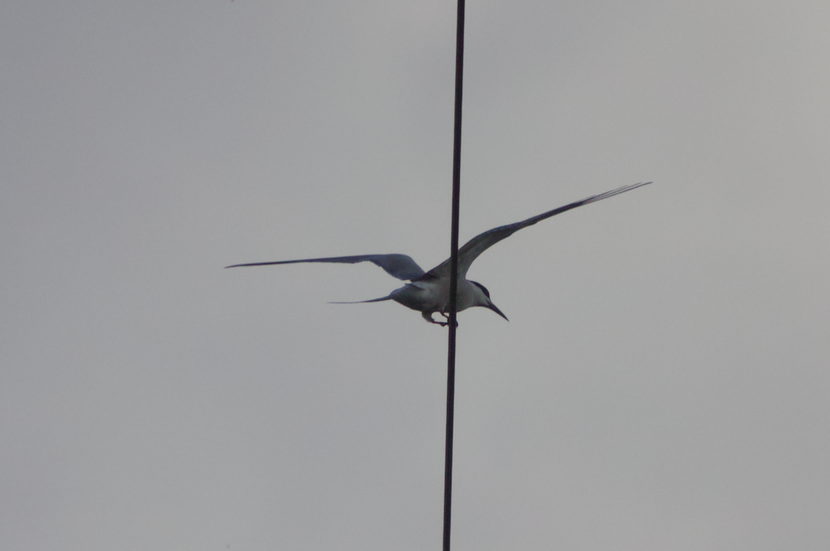 Common Tern - Alexander  Borzenko