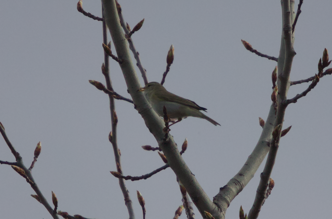 Willow Warbler - ML333474401