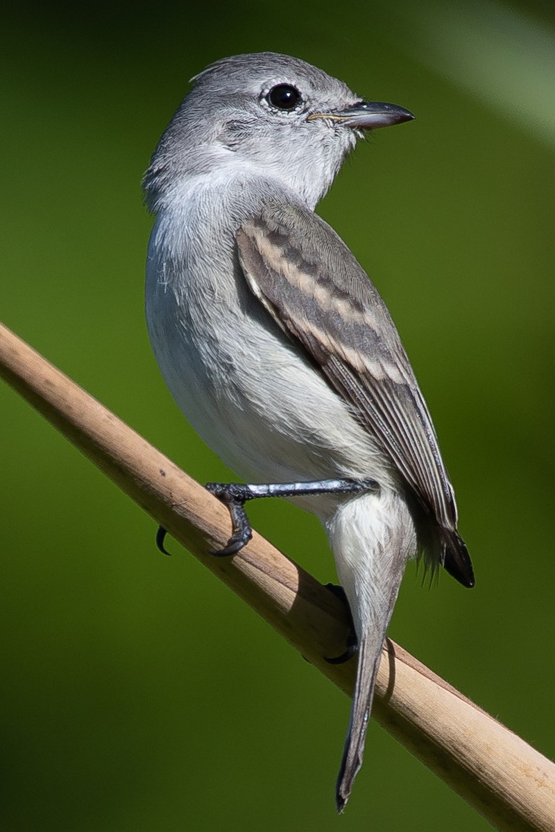 Southern Beardless-Tyrannulet - ML333474791