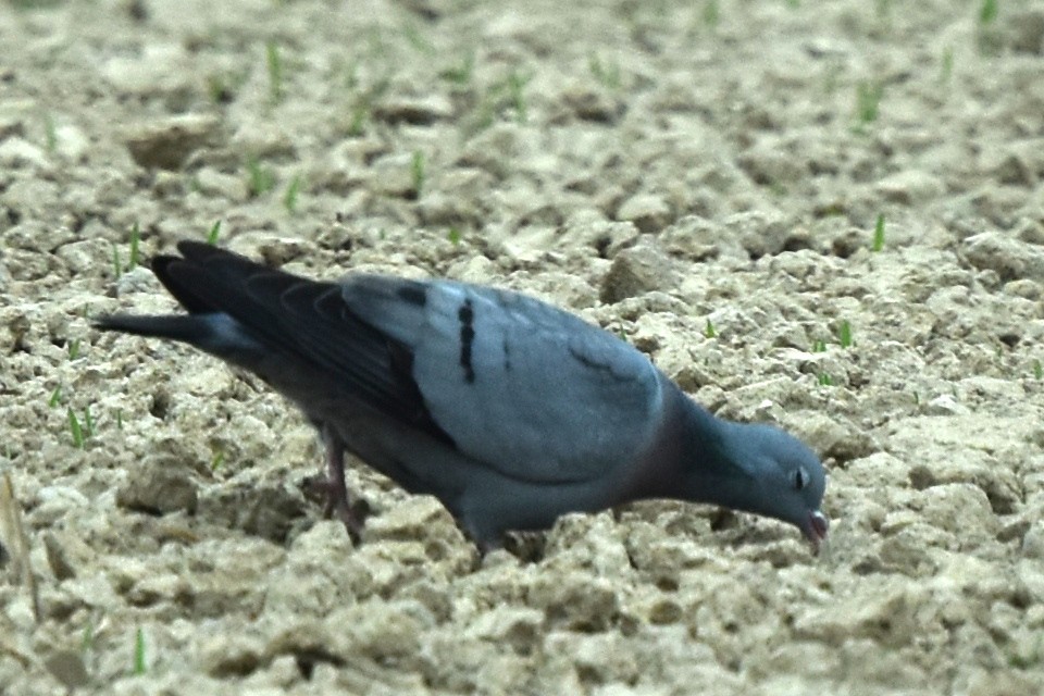 Pigeon colombin - ML333475871
