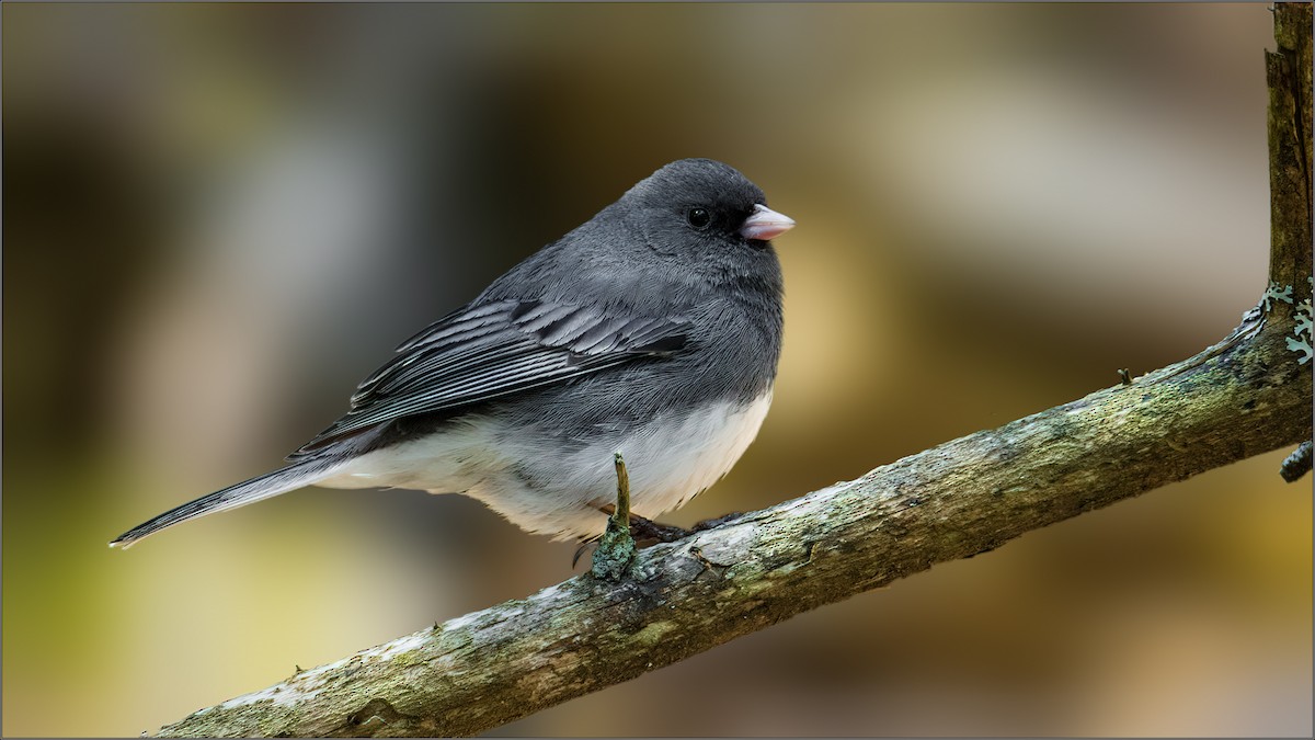 Dark-eyed Junco - ML333479471