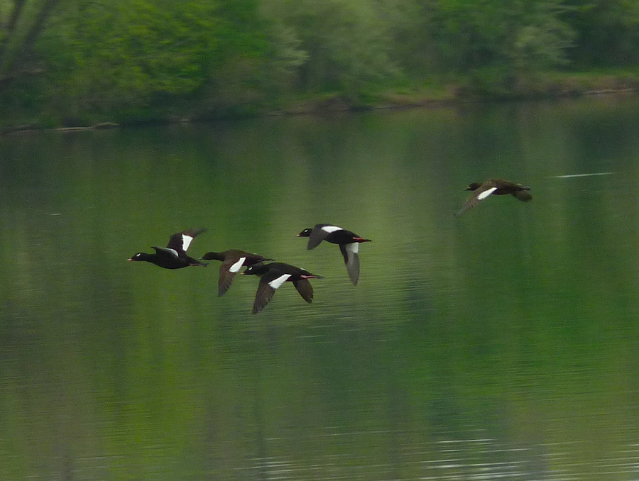 White-winged Scoter - ML333479811