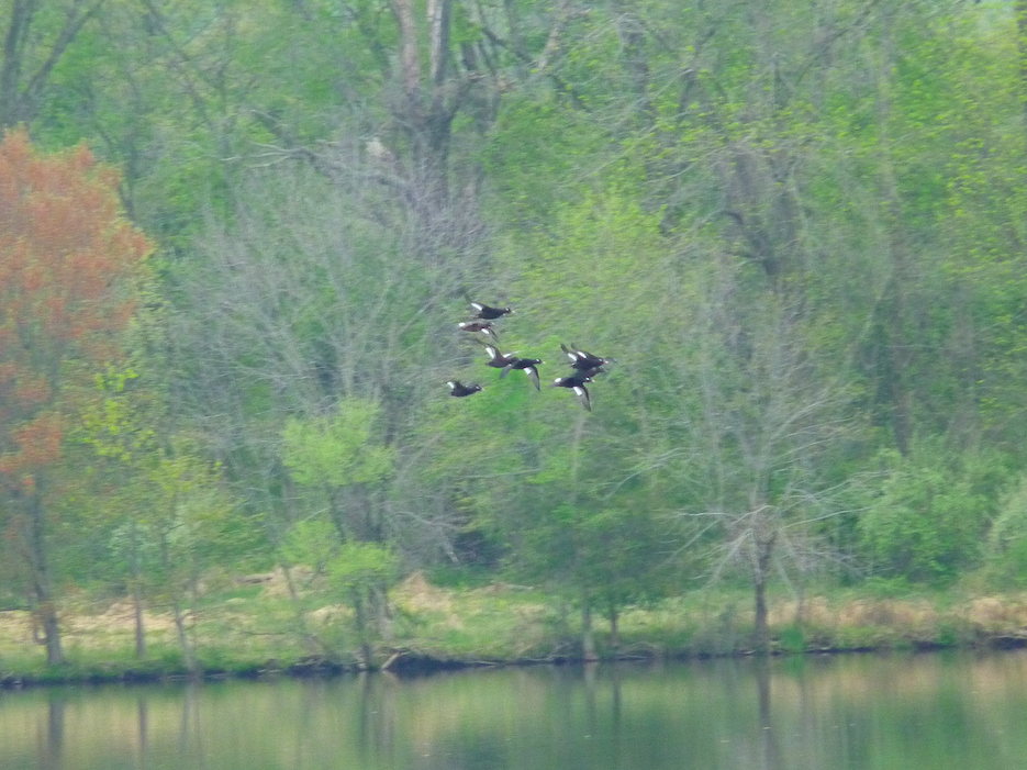 White-winged Scoter - ML333479831