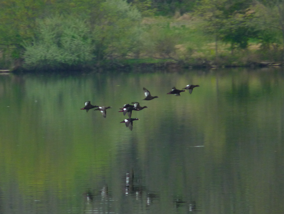 White-winged Scoter - ML333479861