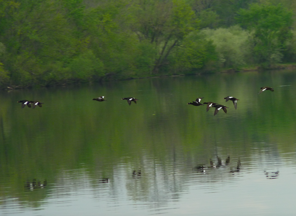 White-winged Scoter - ML333479891