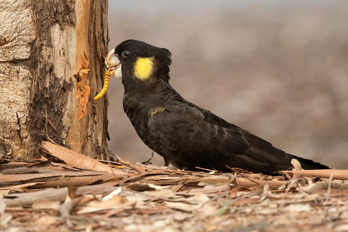 Yellow-tailed Black-Cockatoo - David Irving