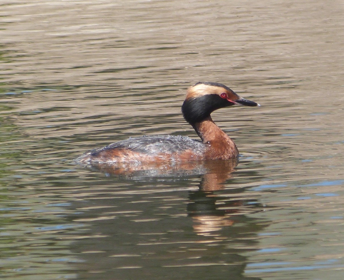 Horned Grebe - ML333481691