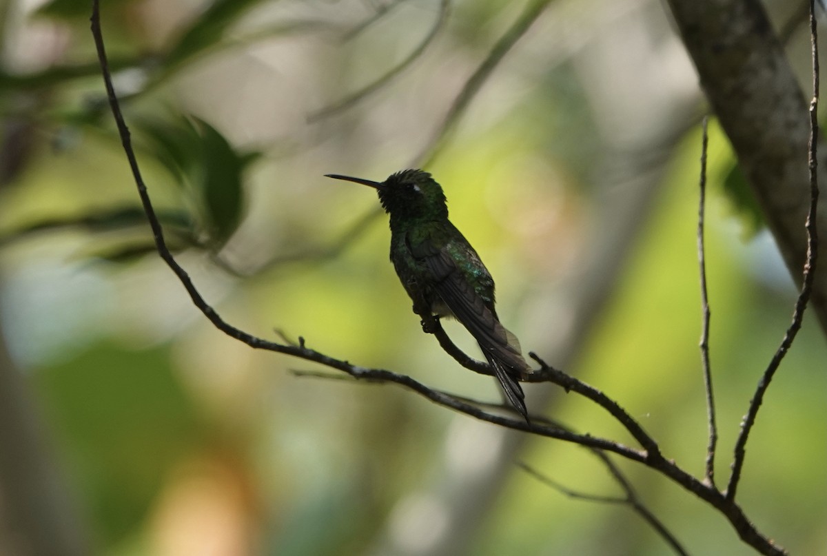 kolibřík kubánský - ML333481921