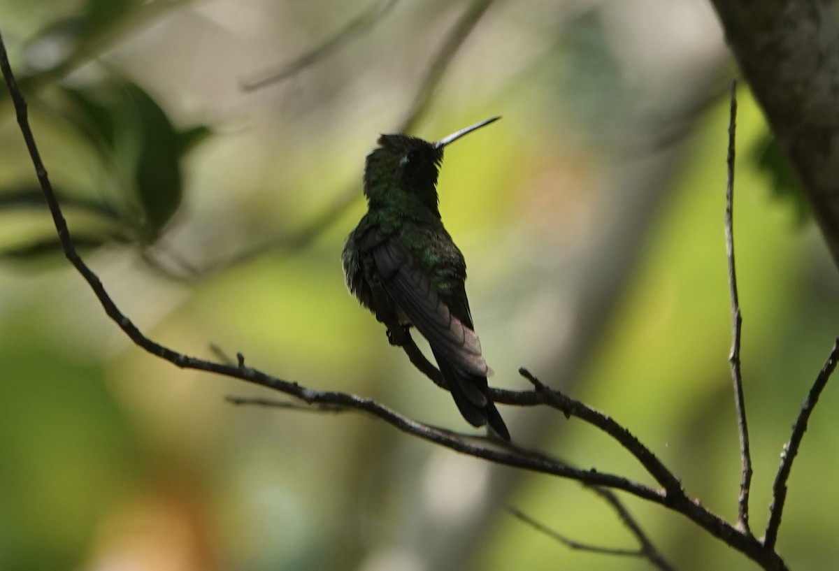 kolibřík kubánský - ML333482051
