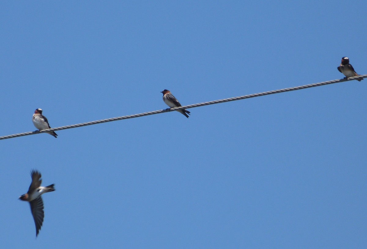 Cliff Swallow - ML333482401