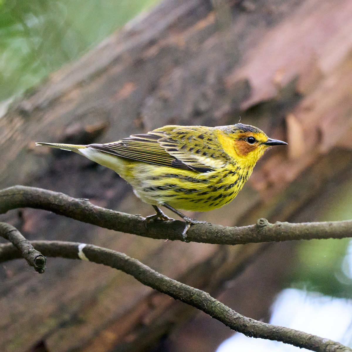 Cape May Warbler - ML333484031