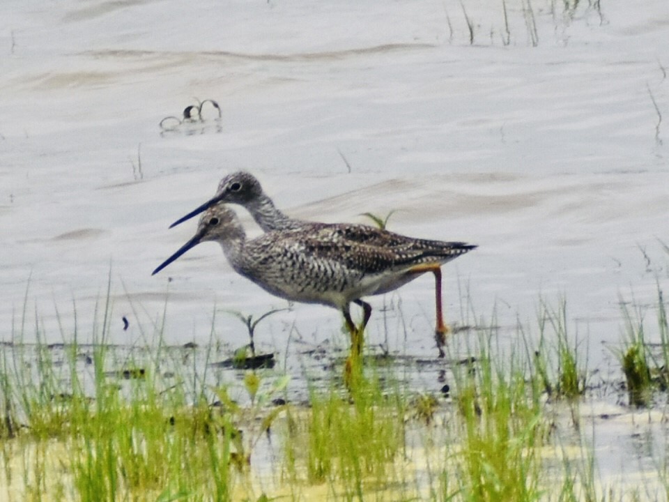 Greater Yellowlegs - ML333484201