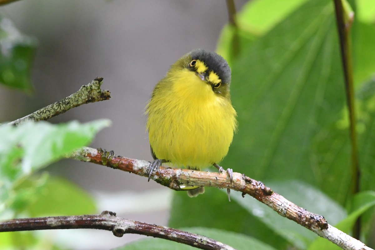 Gray-headed Tody-Flycatcher - ML333488811