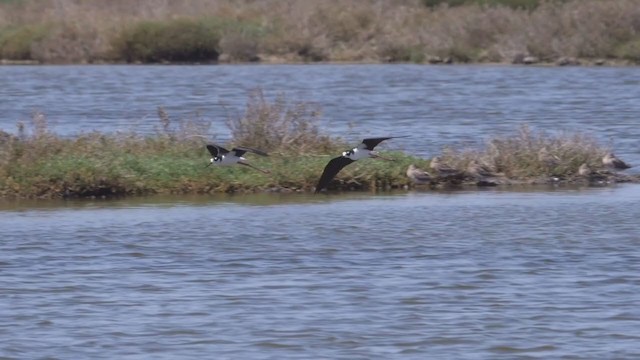 Black-necked Stilt - ML333489341