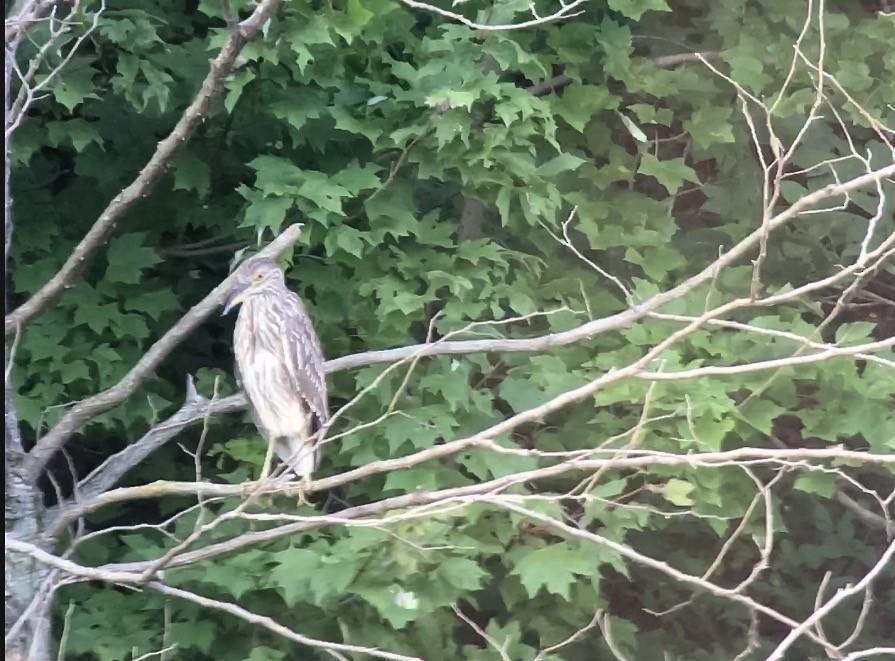 Black-crowned Night Heron - ML33349061