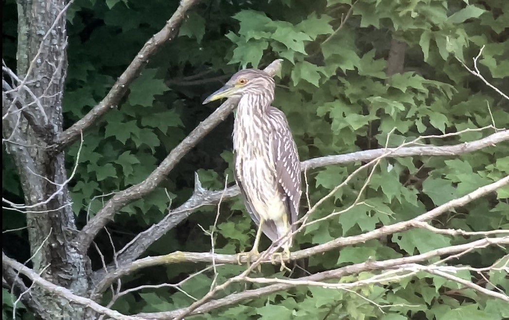 Black-crowned Night Heron - Frank Dickman