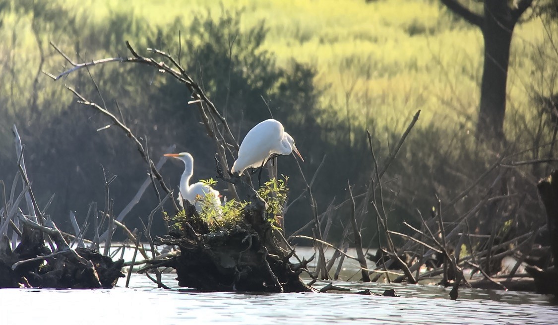 Great Egret - Frank Dickman