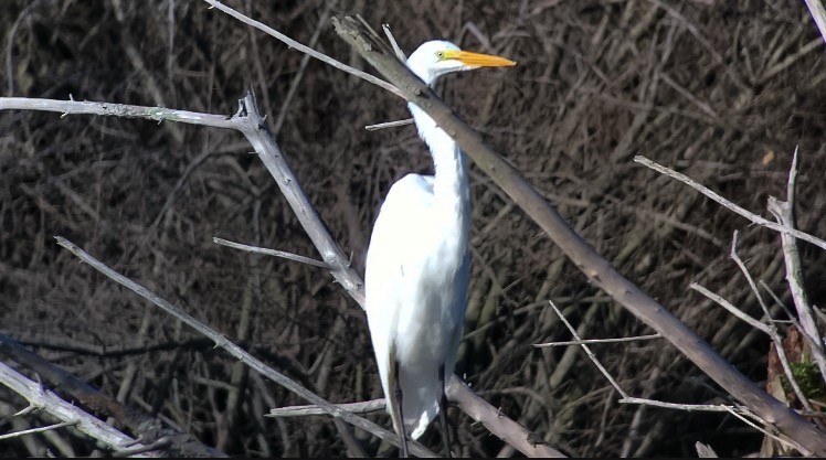 Great Egret - ML33349101