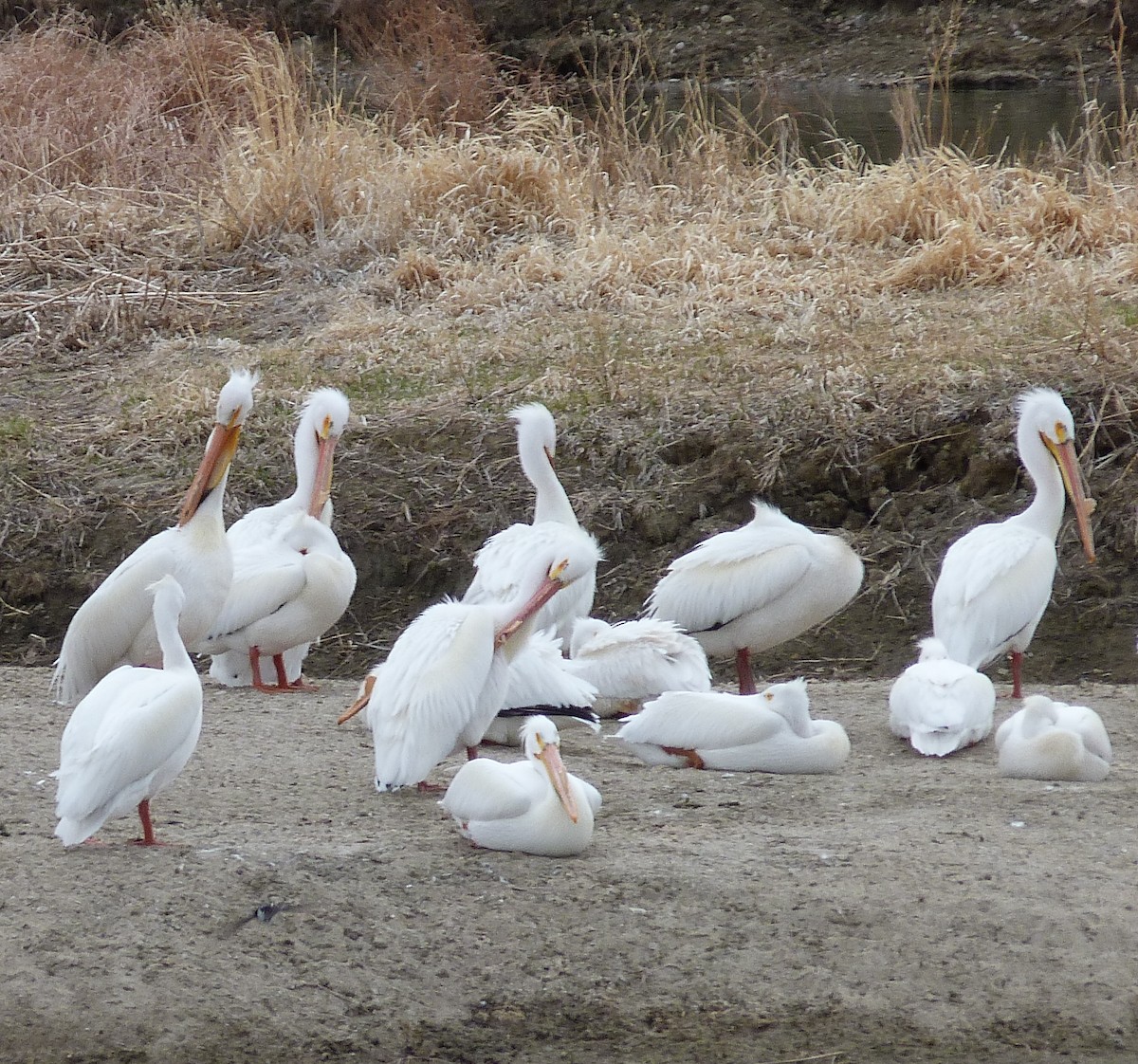 American White Pelican - ML333491271