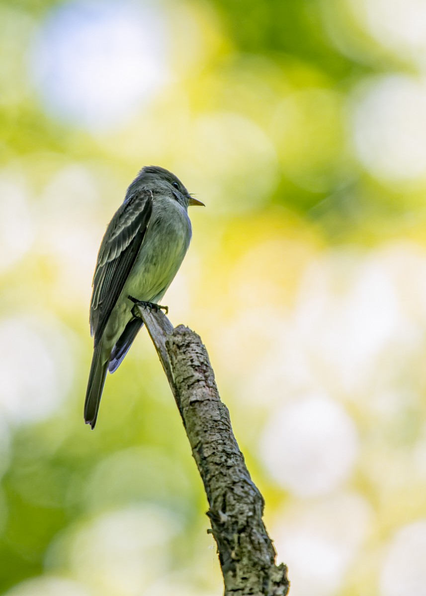 Eastern Wood-Pewee - ML333491841