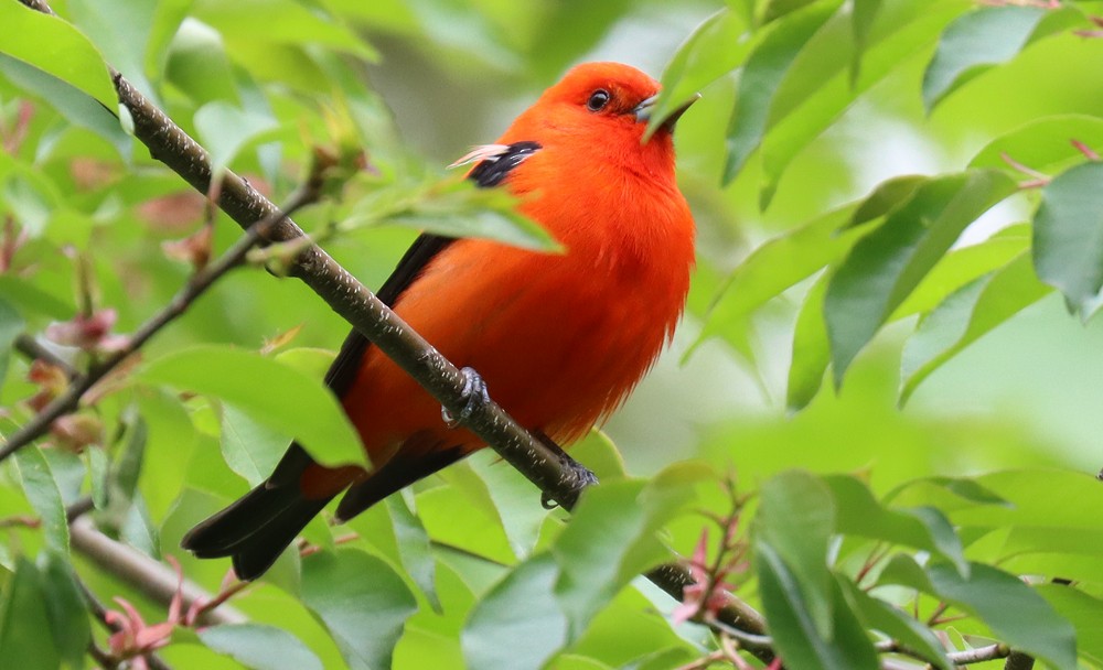 Scarlet Tanager - ML333494611