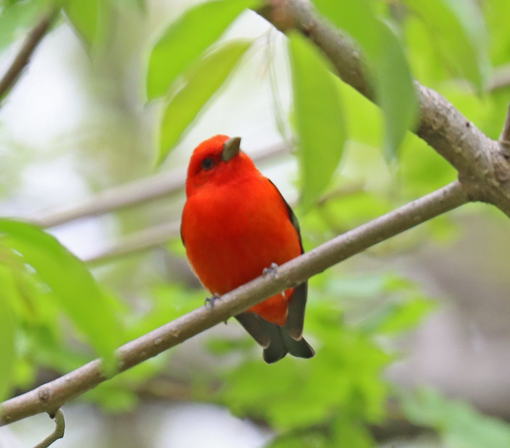 Scarlet Tanager - ML333494621