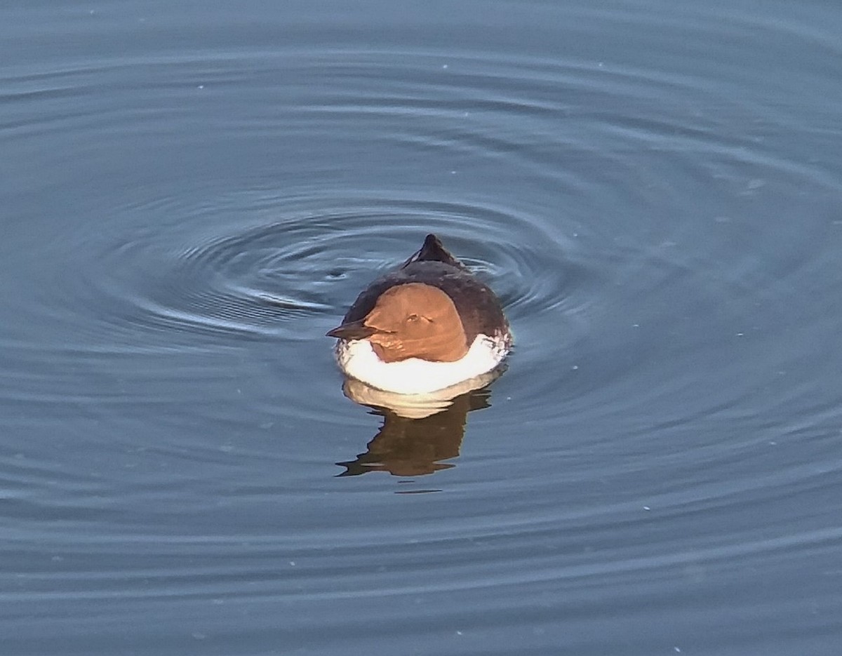 Common Murre - Dave Weber