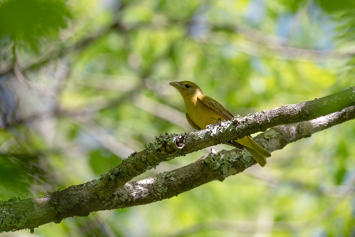 Summer Tanager - ML333499141